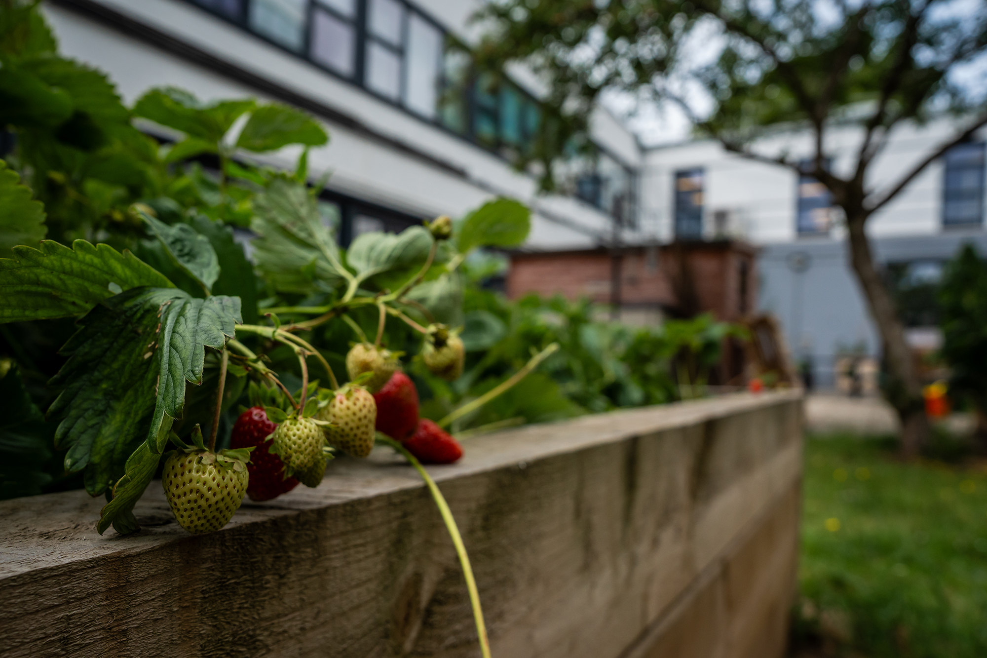 Close-up of strawberries in planters in the allotment