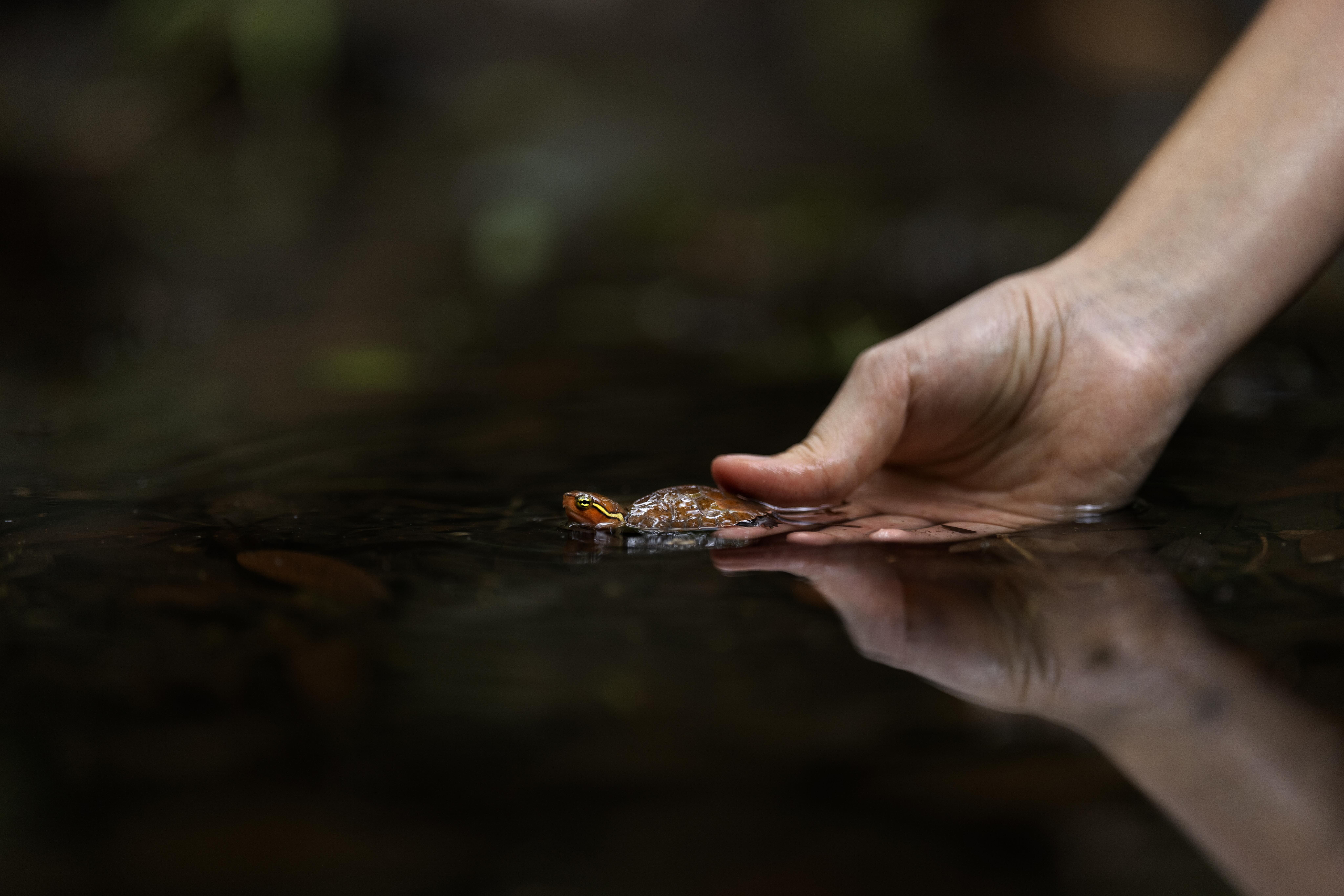 A Big-headed turtle in the wild. Image credit: Jame Kwok and Daphne Wong